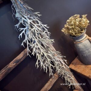 Hertshoorn Hanger (Varen) Grey || Leaf Bush