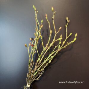 Wilgentakjes || Bundel