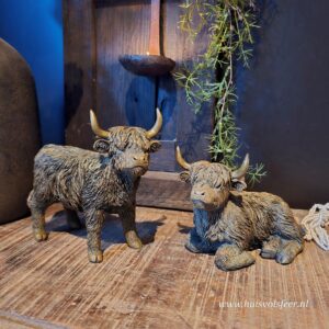 Schotse Hooglander S || Liggend
