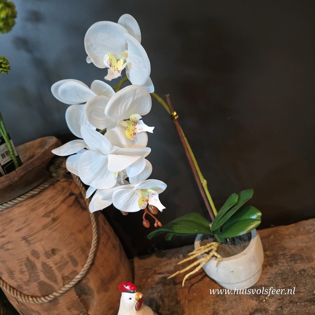 Orchidee in Pot- 43 cm || Wit - Afbeelding 2