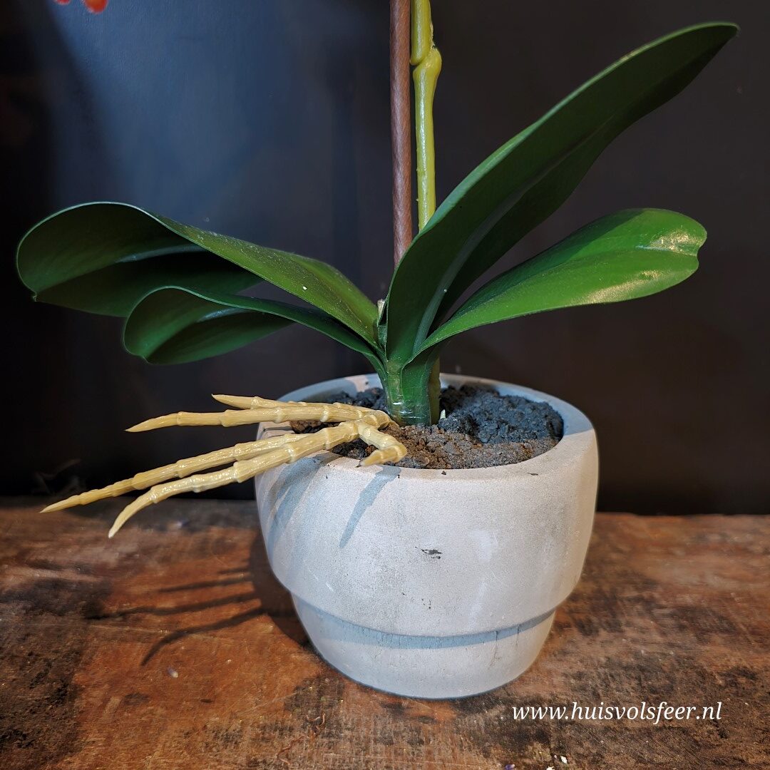 Orchidee in Pot- 43 cm || Wit - Afbeelding 5