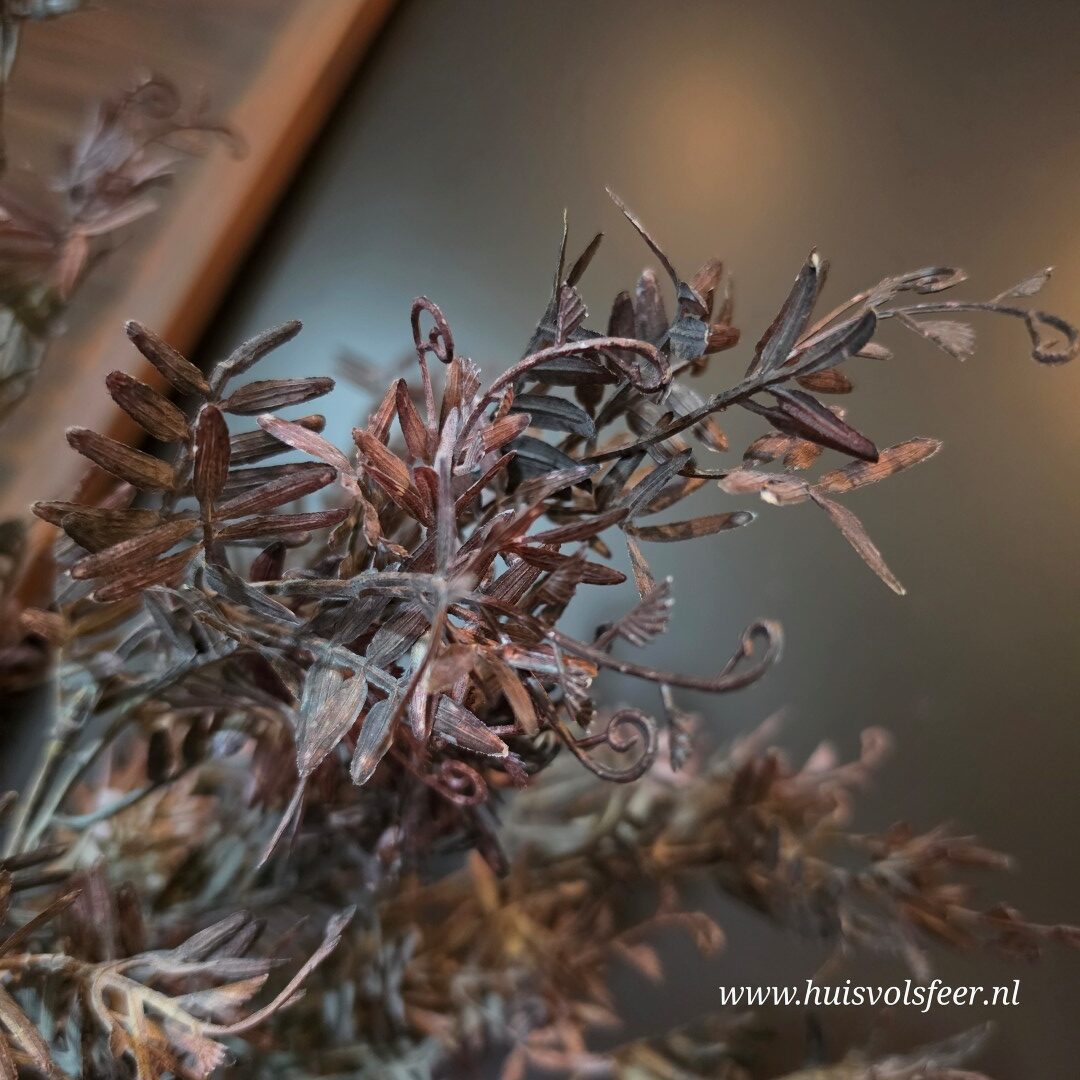 Pistacia Bush- Bruin/ Zwart || 53 cm - Afbeelding 3