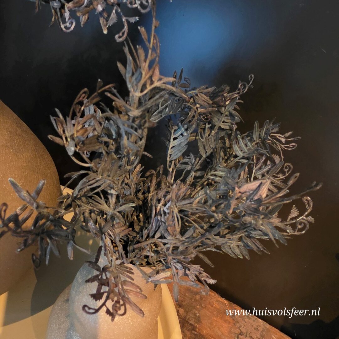 Pistacia Bush- Bruin/ Zwart || 37 cm - Afbeelding 3