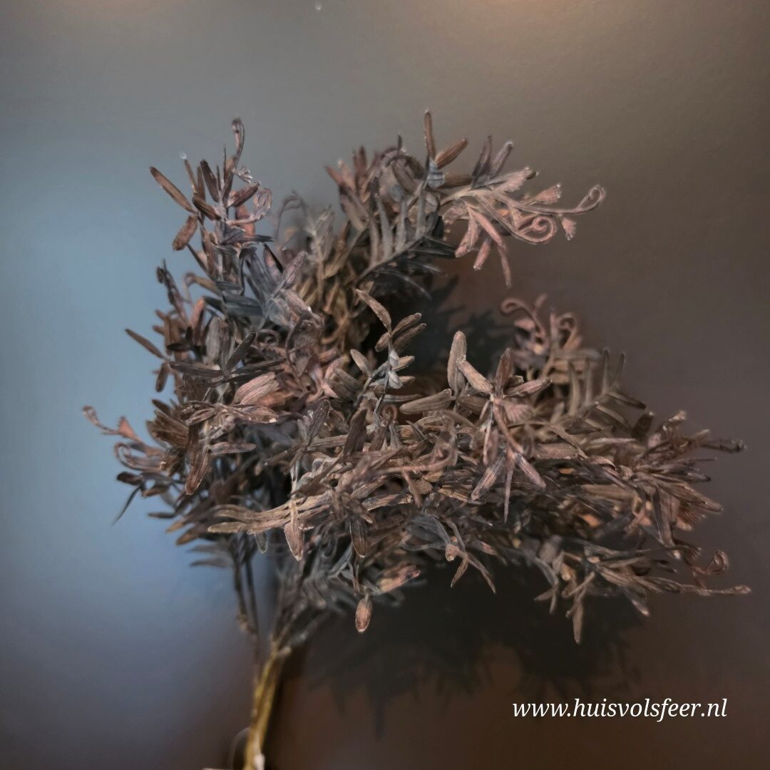Pistacia Bush- Bruin/ Zwart || 37 cm - Afbeelding 5