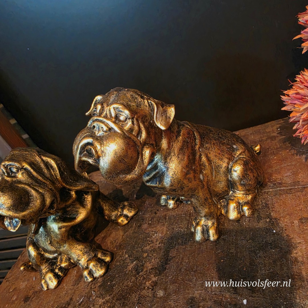 Bulldog Diesel || Goud - Afbeelding 4