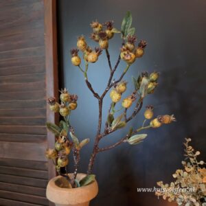 Malus Fructus Rozenbottel Groen- Zijdetak || Sylxz